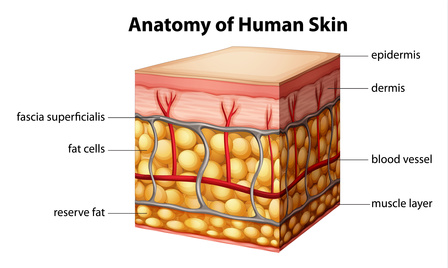 Human skin anatomy